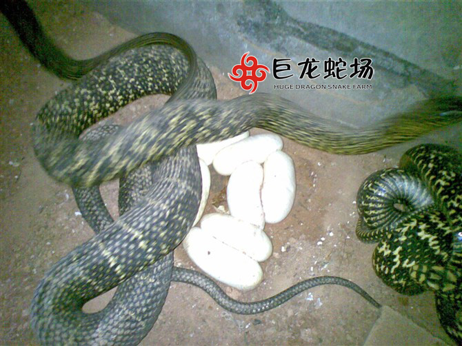 王锦蛇（大王蛇）种蛇产蛋