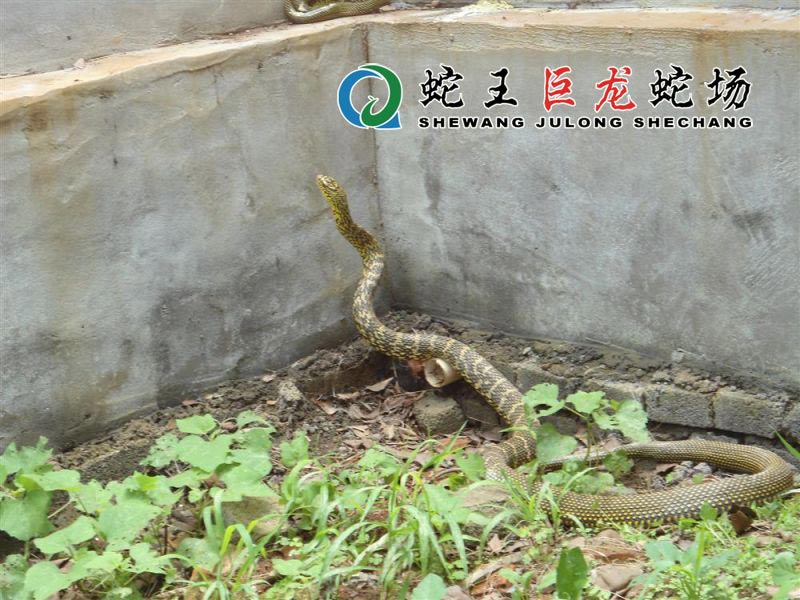 大王蛇养殖