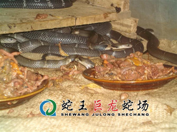 眼镜蛇养殖