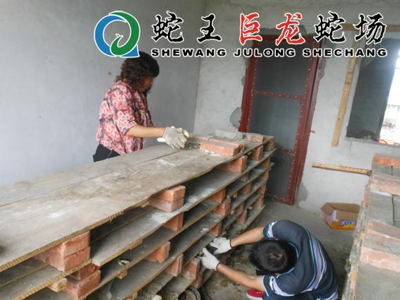 大王蛇暂养