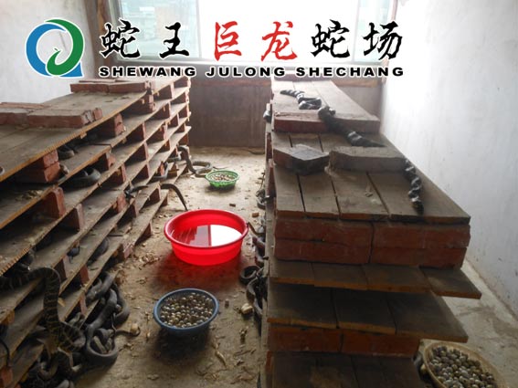 大王蛇暂养