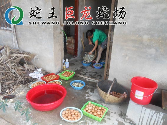 大王蛇暂养
